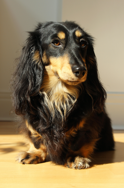 black and tan dachshund with long hair